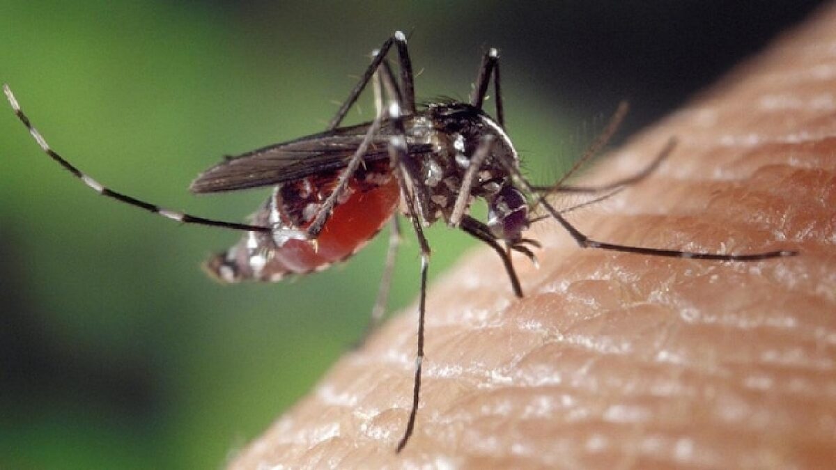 Mosquito Home Remedies
