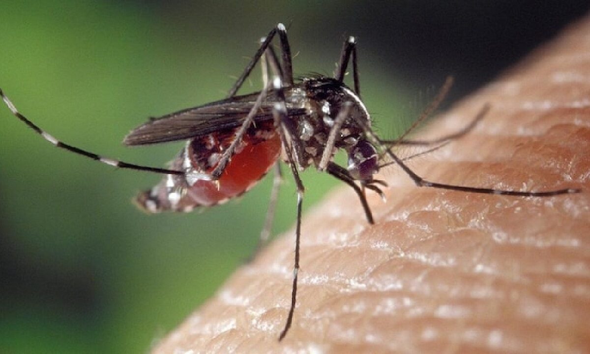 Mosquito Home Remedies