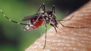 Mosquito Home Remedies