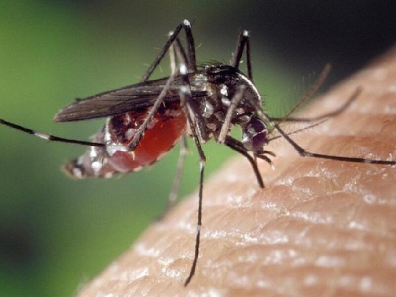 Mosquito Home Remedies