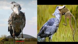 shoebill stork sound