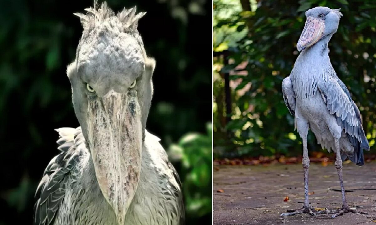 Shoebill Storks