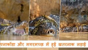 anaconda and crocodile