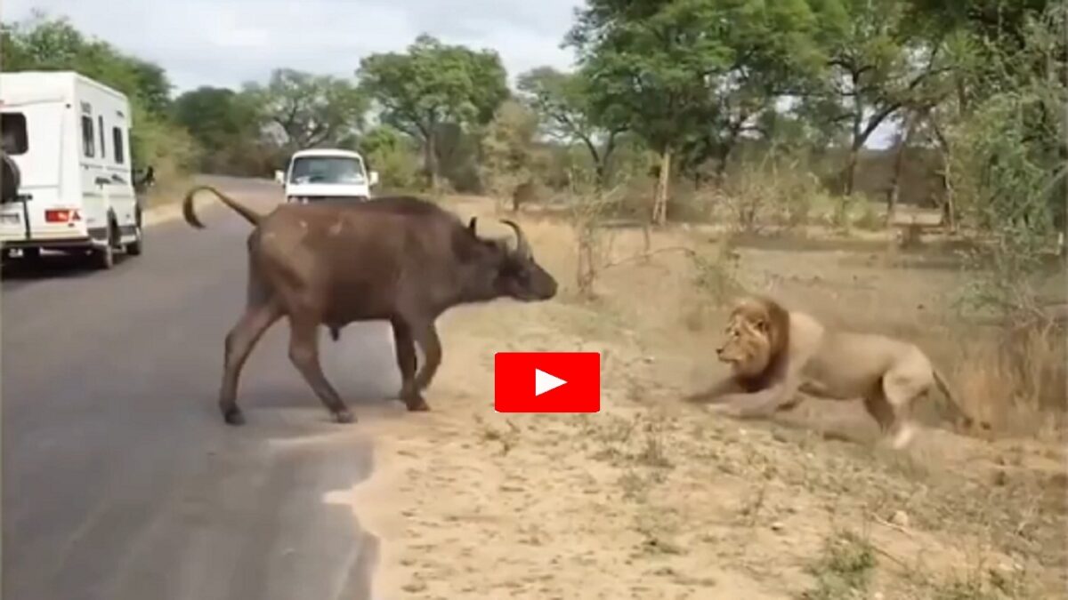 buffalo and lion fight