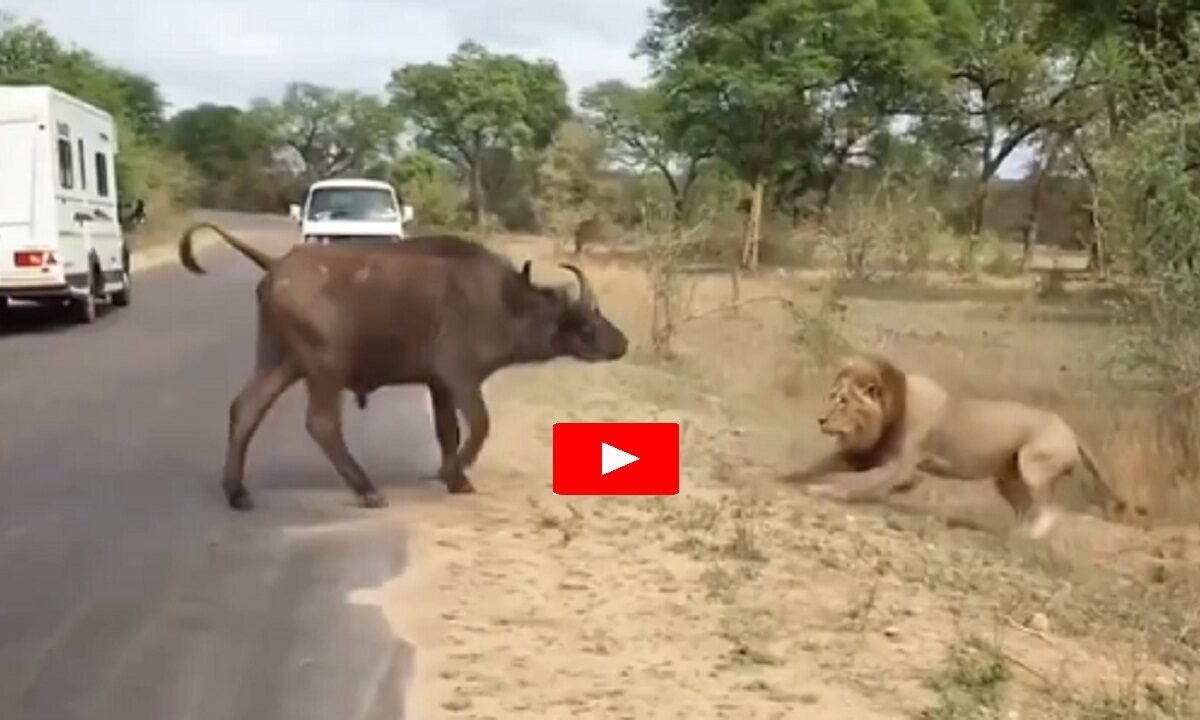buffalo and lion fight