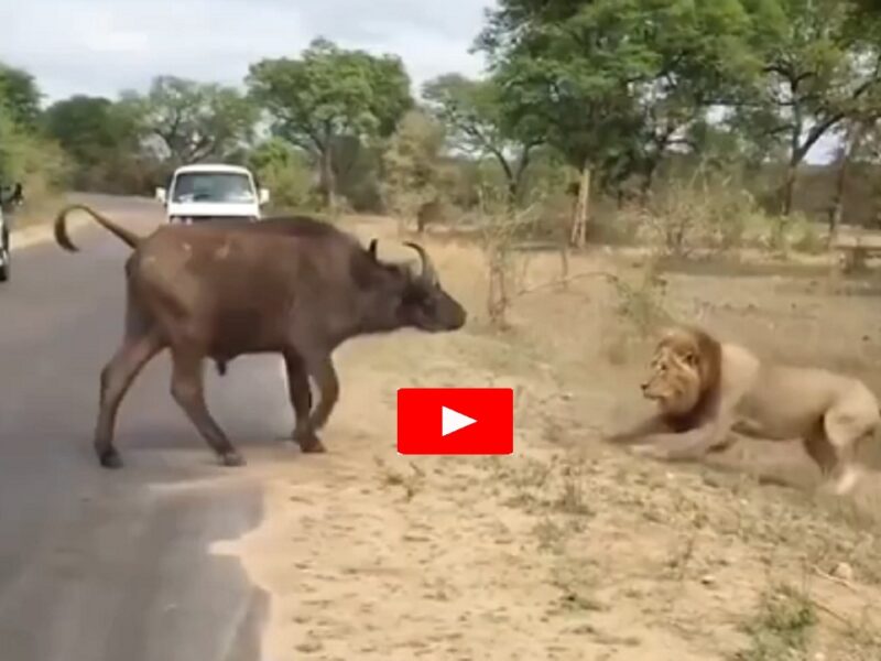 buffalo and lion fight
