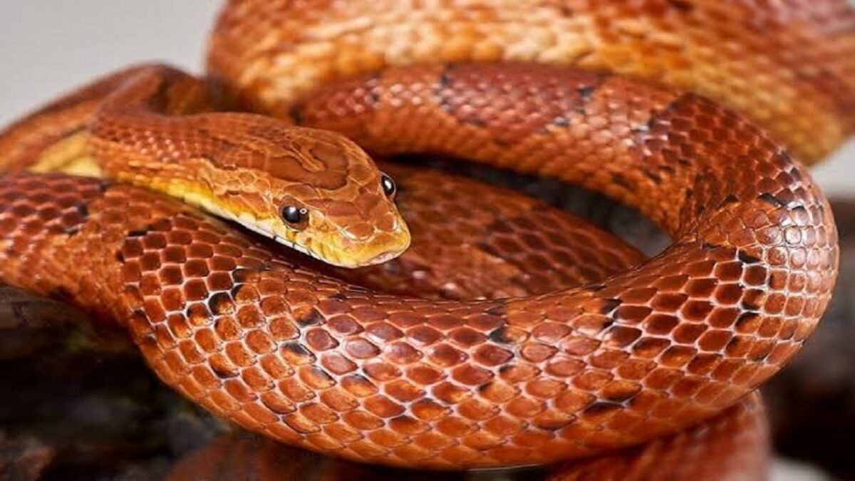 corn snake