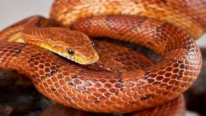 corn snake