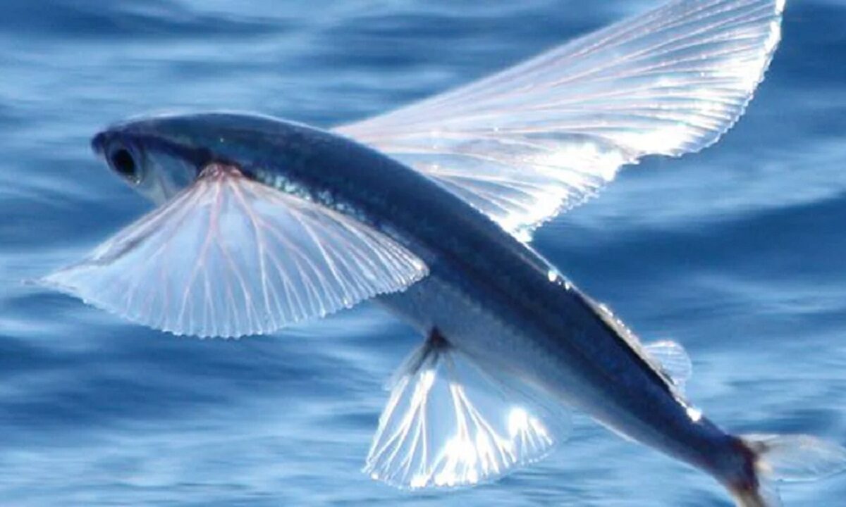 fish flying