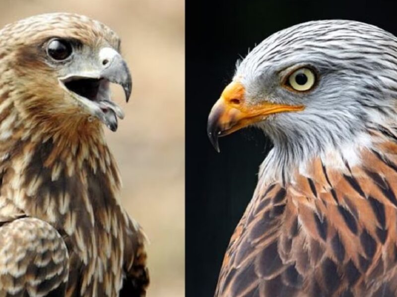 hawk vs kite difference