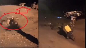 hundreds of hyenas for street