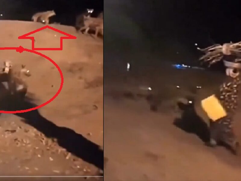 hundreds of hyenas for street