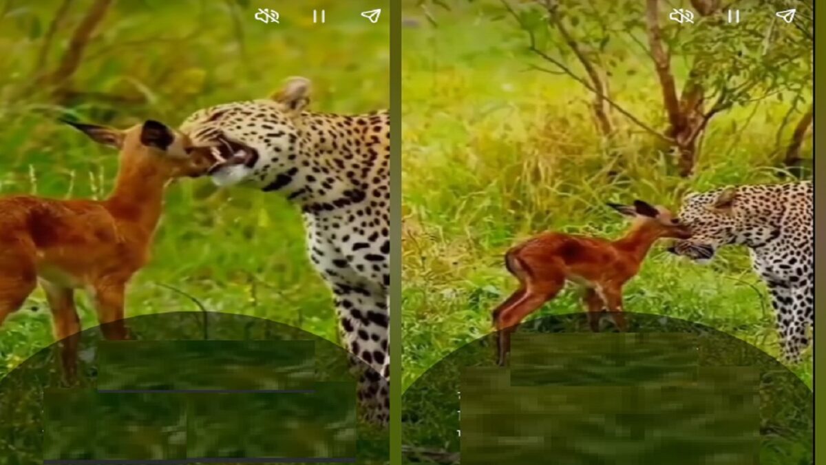 leopard and baby deer video