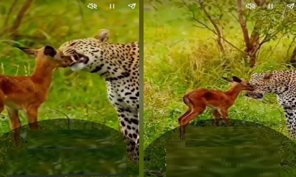 leopard and baby deer video