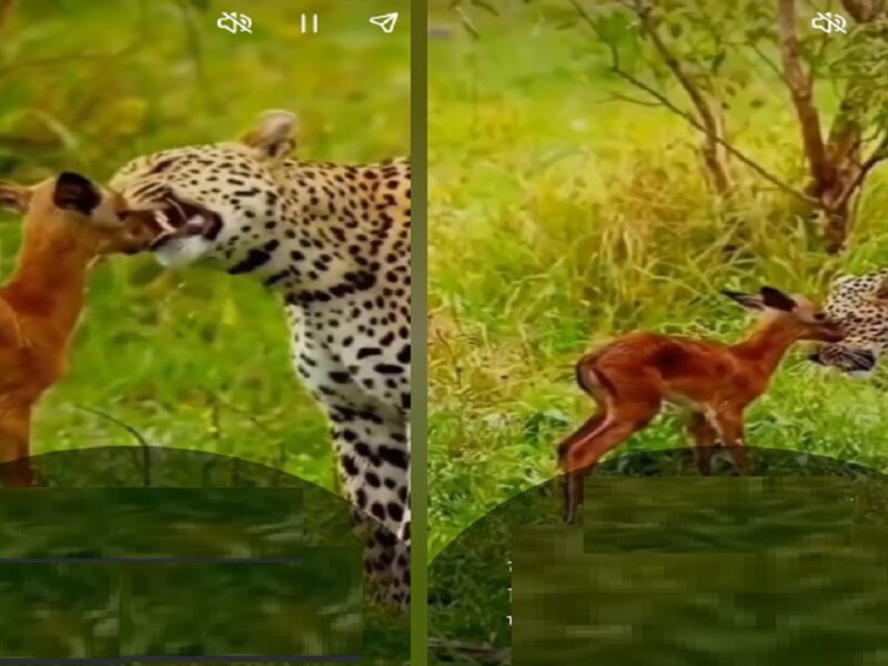 leopard and baby deer video