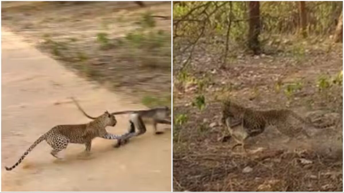 leopard hunts monkey