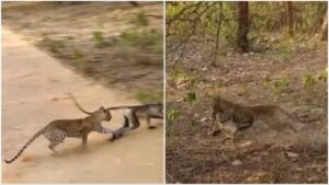 leopard hunts monkey