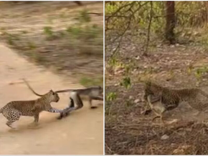 leopard hunts monkey