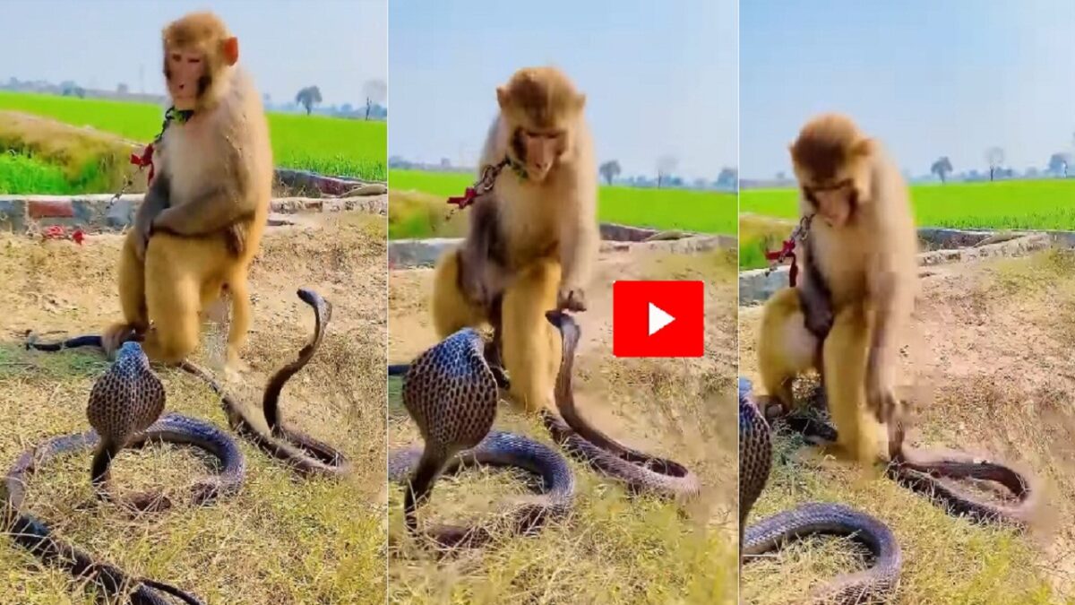 monkey and snake fight video