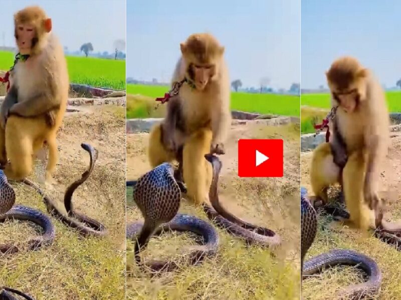 monkey and snake fight video