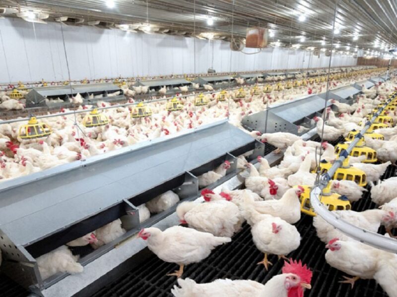 poultry farming