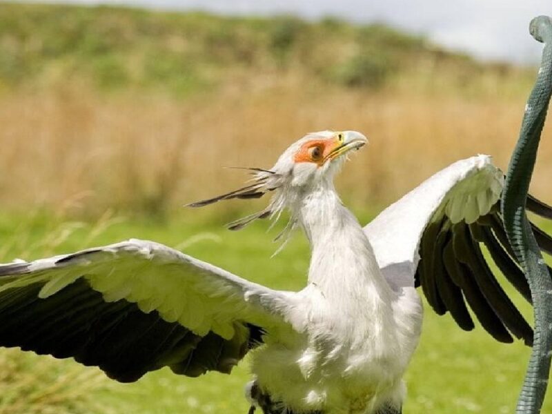 secretary bird