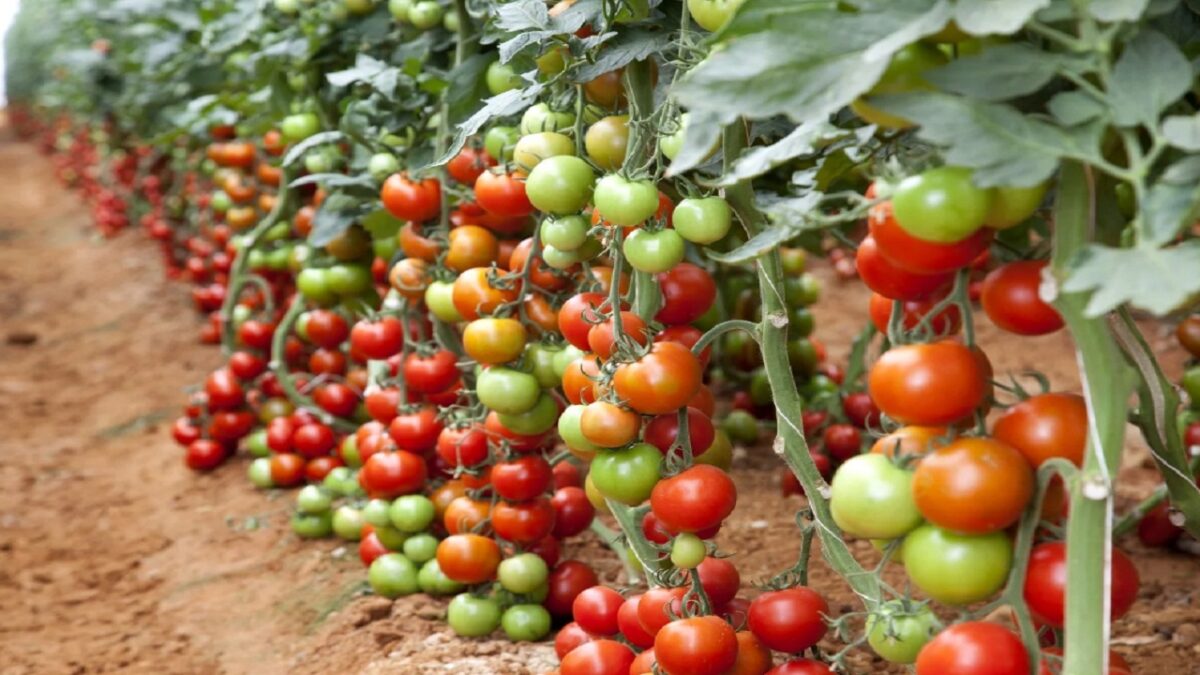 tomato farming