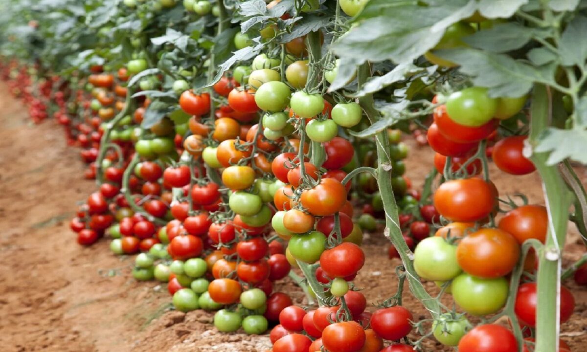 tomato farming