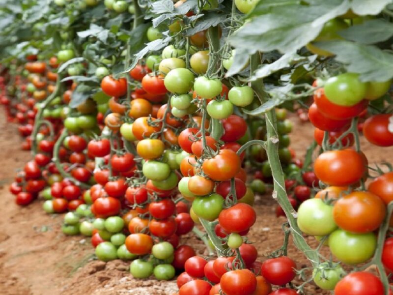tomato farming