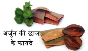 Ayurvedic Arjun Tree