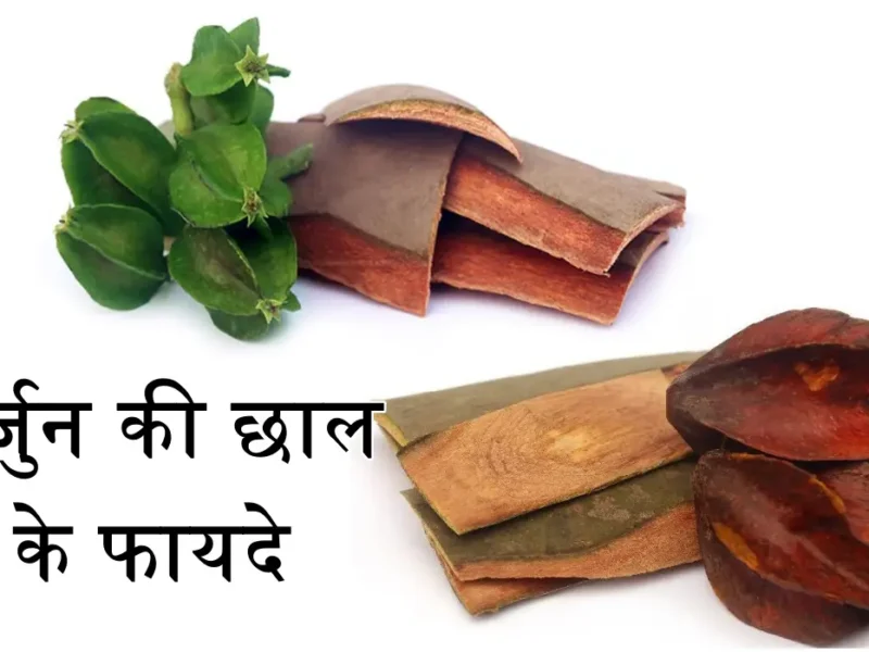 Ayurvedic Arjun Tree