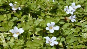Brahmi vegetable