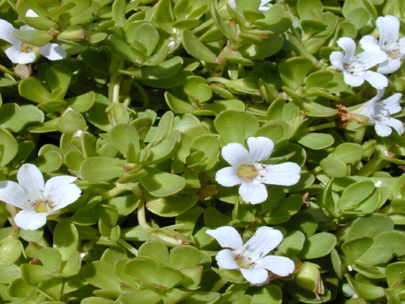 Brahmi vegetable