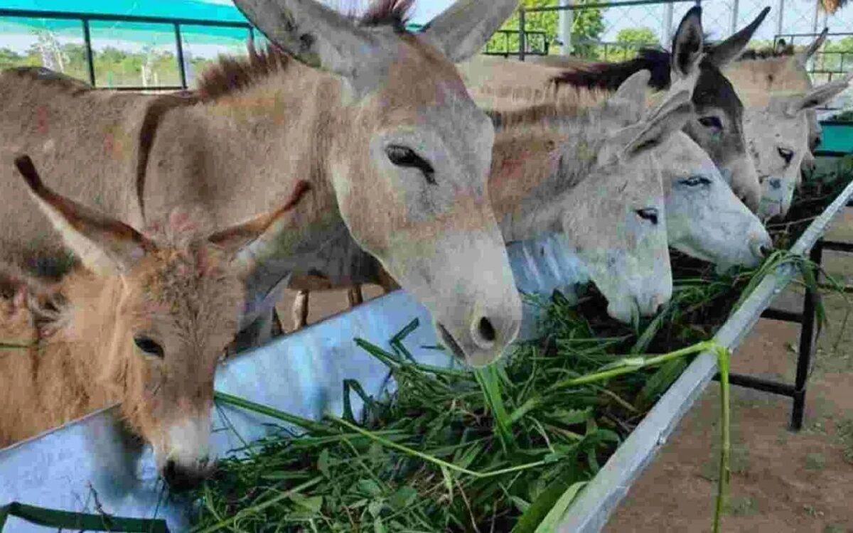 Donkey Milk Business