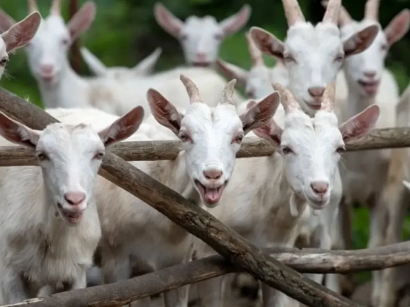 Goat Farming Tips