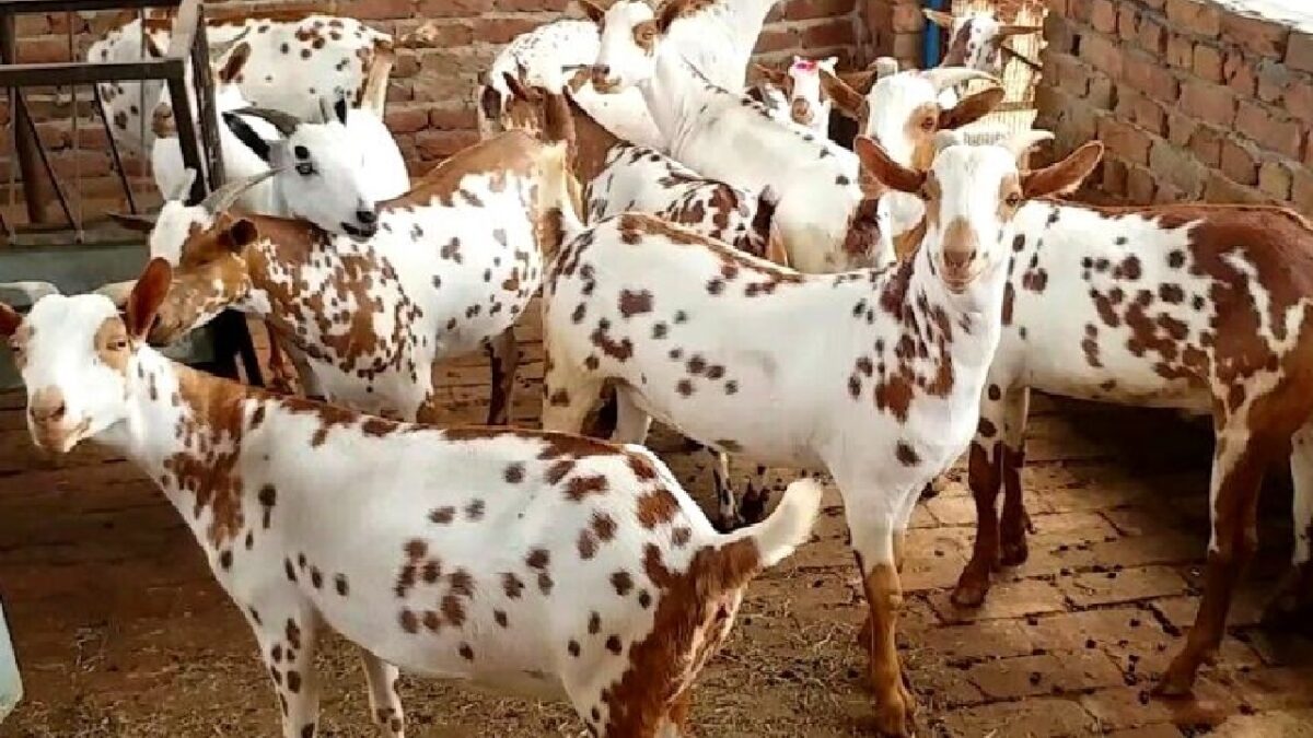 Goat Rearing Subsidy