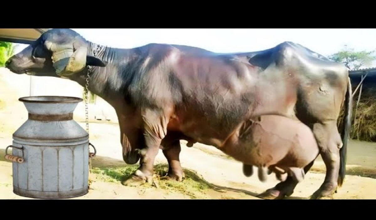 JAFARABADI BUFFALO