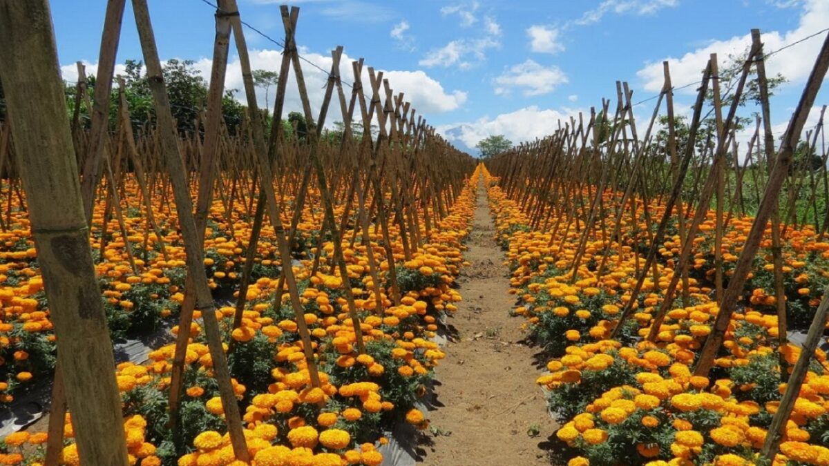 Marigold cultivation