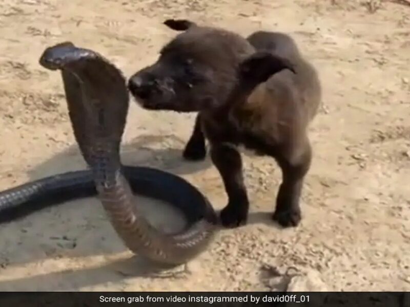 Puppy and King Cobra video