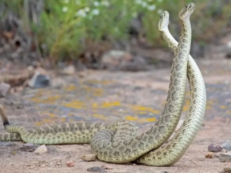 Snake Fight Viral Video