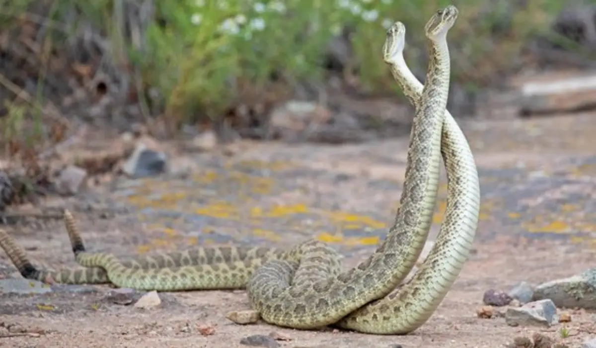 Snake Fight Viral Video