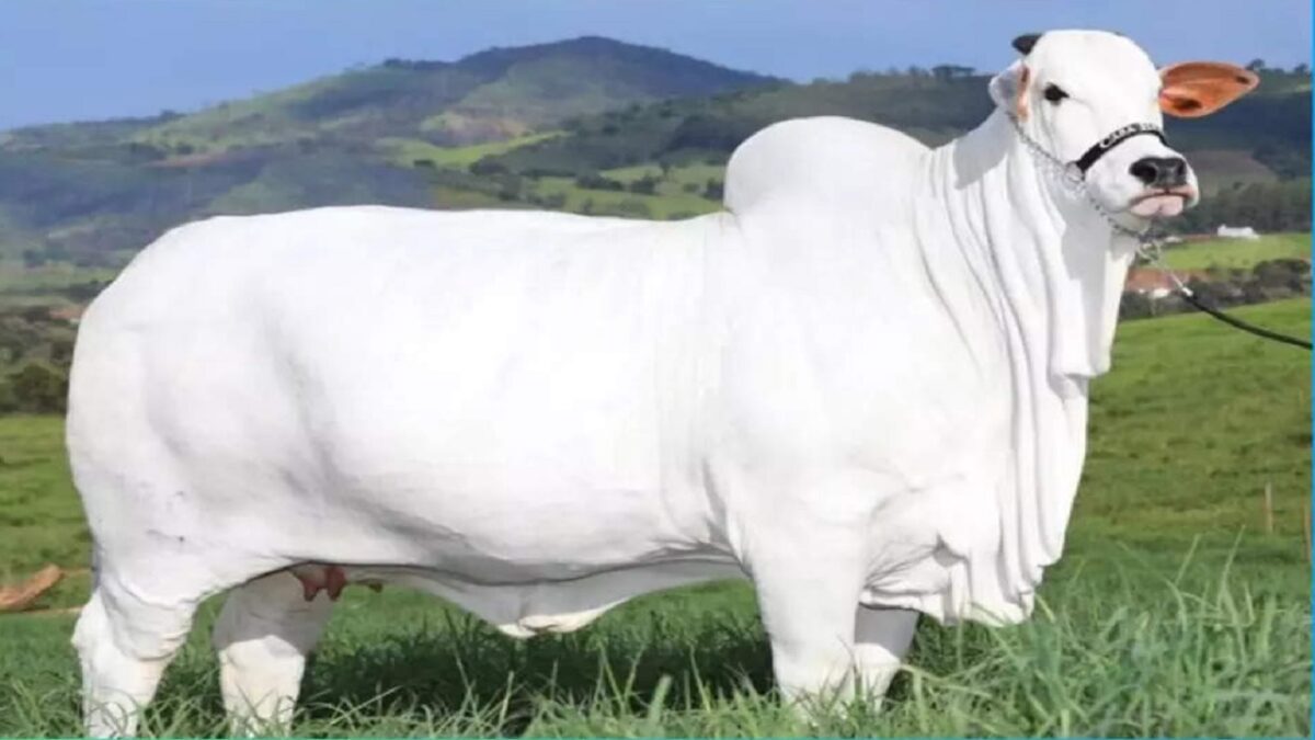 Viatina-19 FIV Mara Imoveis