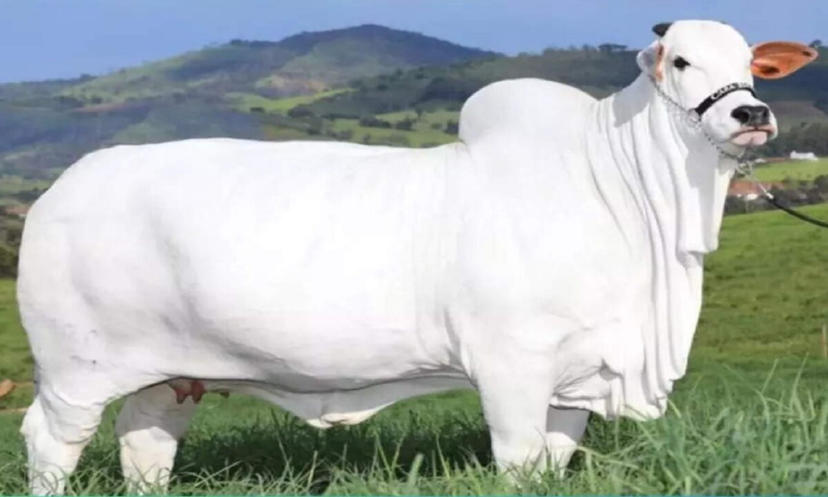 Viatina-19 FIV Mara Imoveis