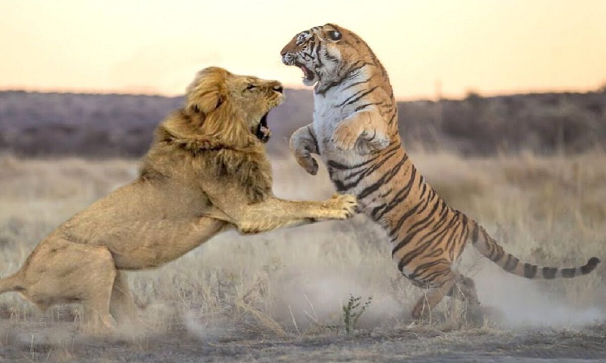 fight between the tiger and the lion