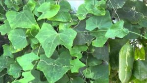 gourd cultivation