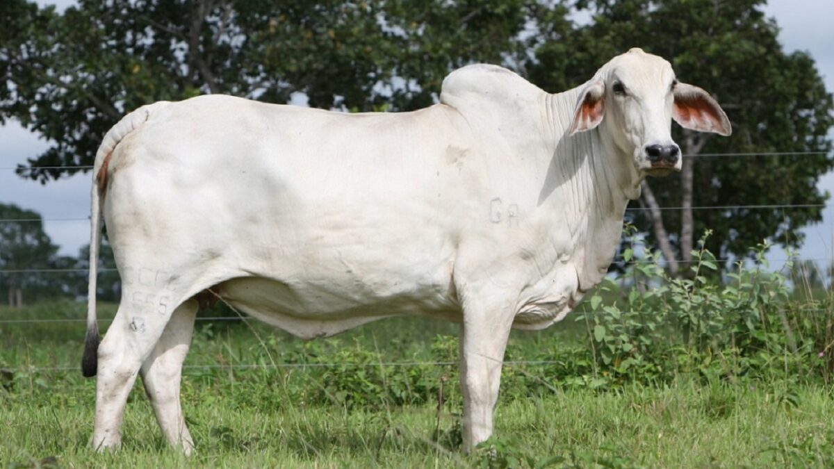 ongole breed cow