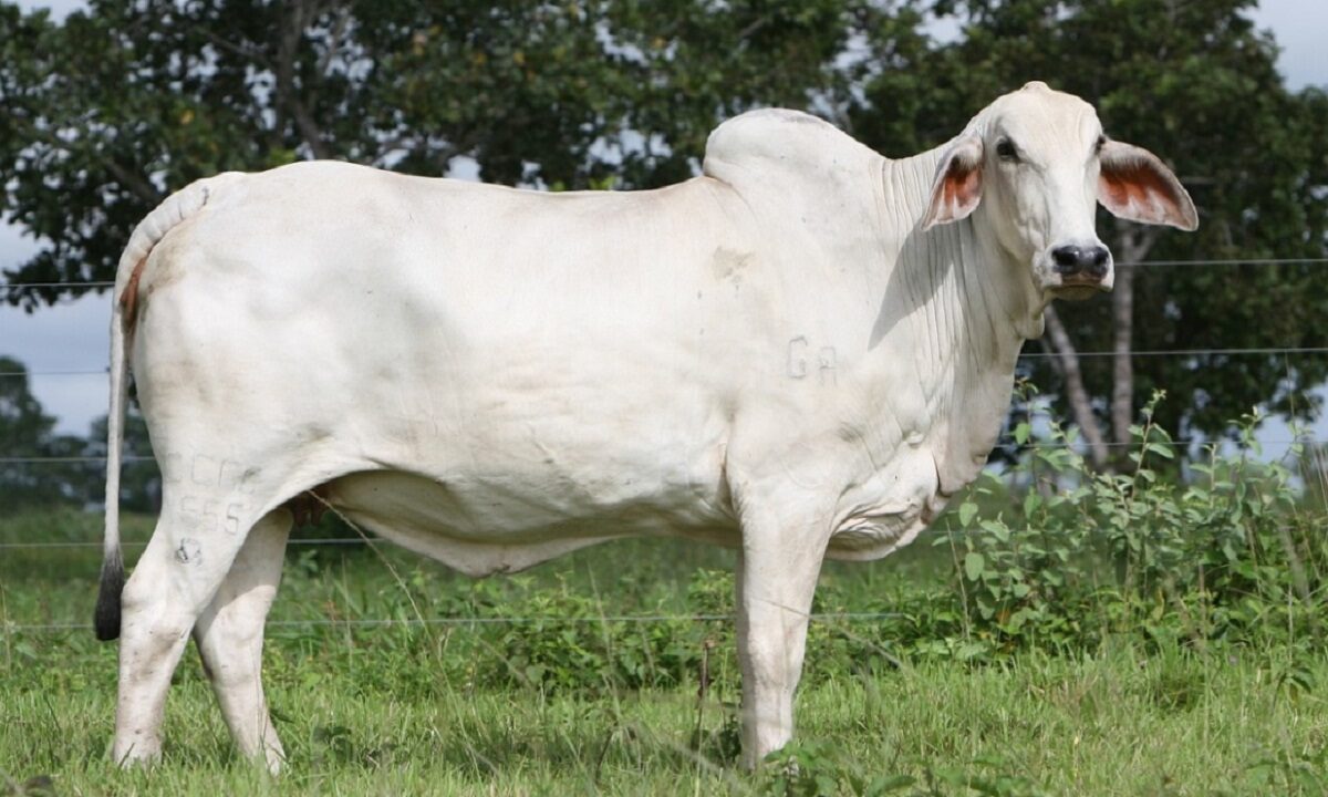 ongole breed cow