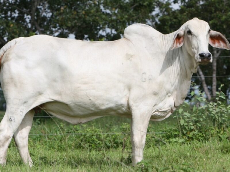 ongole breed cow