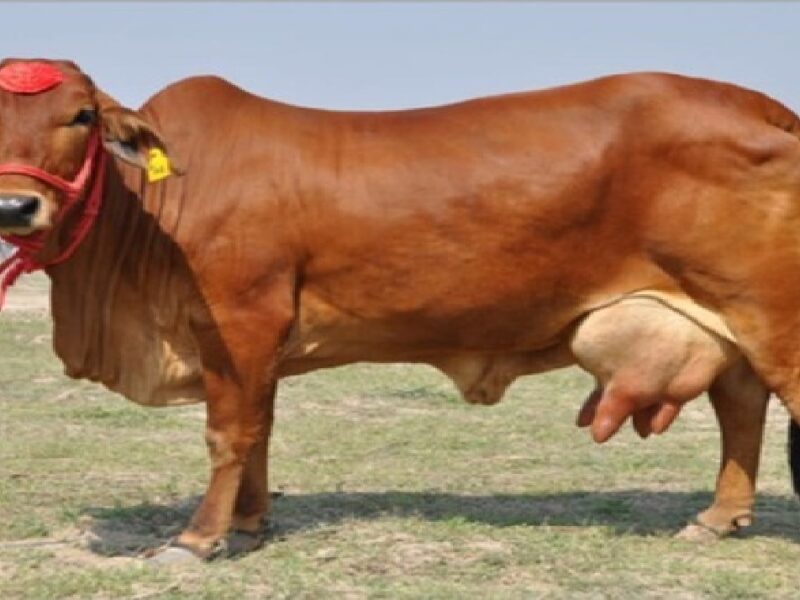 sahiwal cow