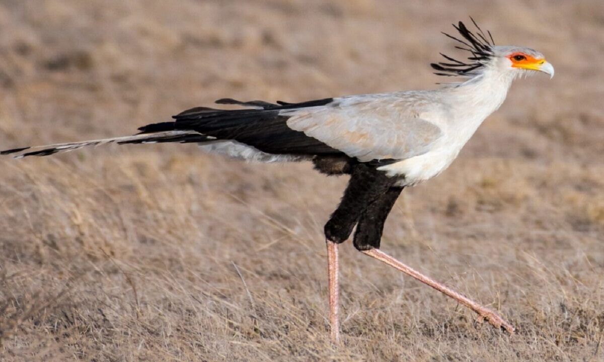 secretary bird